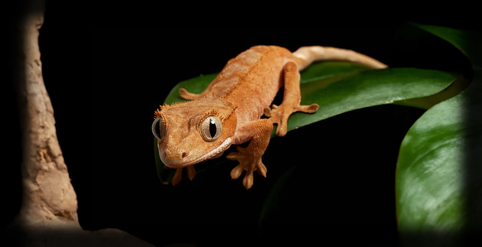 Imagem de fundo de Gecko de Crista - Poytara